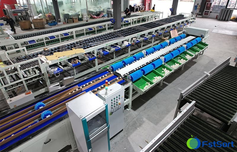 images/1683100003945línea de clasificación de ajo1.jpg